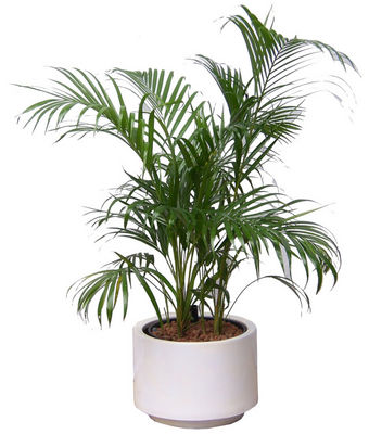 Yellow palm, Golden Cane Palm, Areca Palm, Golden Fruited Palm, Yellow Butterfly Palm, Golden Feathe